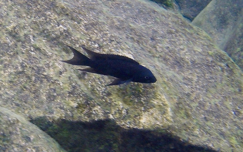 Neolamprologus christyi 'Samazi'